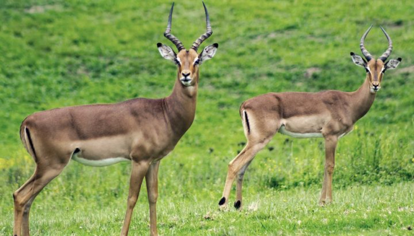 Deux impalas dans la savane